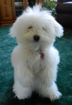 The Bolognese dog breed is one of the most recognizable in Europe. We constantly see such dogs i ...