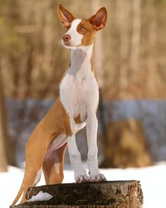Bred for hunting hares and wild rabbits. Images of similar dogs are found on ancient Egyptian pa ...