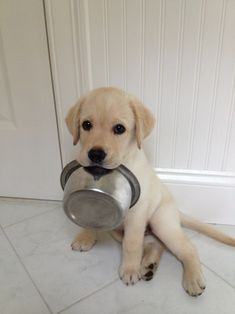 Labradors usually get along well with other dogs, pets, and children if training has taught them ...