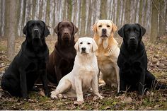 Now few people know, but once, a long time ago, these dogs faithfully served fishermen. They hel ...
