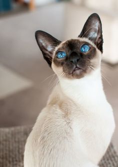 The Siamese cat is one of the most popular in the world. Everyone knows her. These cats have ama ...