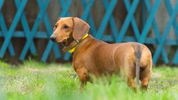 Dachshunds can be very self-motivated in begging for treats, including from the guests of your h ...