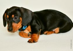 Dachshunds will easily find common language with other dogs and even cats living in the same hou ...