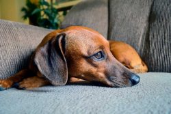Puppies need to trim their claws. Adults can grind them down on their own. 