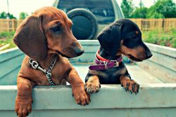 Little dachshunds are very brave animals. Courage is so developed in the species that sometimes  ...