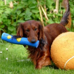These animals are wary of strangers, usually, at the slightest suspicion, the dachshund barks lo ...