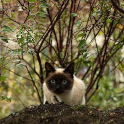 Siamese are great jumpers and love heights, so they must be provided with perches and cat trees. ...