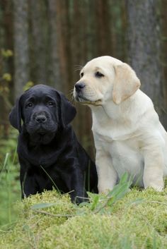 Labrador Retrievers are affectionate and loyal dogs. The animal ranks first among the breeds reg ...