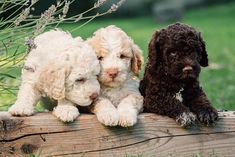 Italian water dogs quickly adapt to any conditions, but they just need to have their adored owne ...