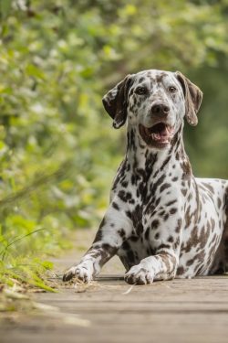 The Dalmatian has a well-developed flock feeling. He is a devotee and is clearly aware of his be ...