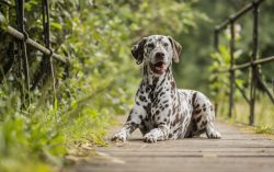 Another area where Dalmatians have proven themselves to be true professionals is related to fire ...
