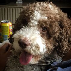 Interestingly, Lagotto has not lost his hunting dog talents and is successfully used by some as  ...