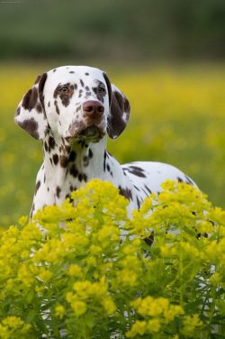 The pattern of spots on the body is unique for each individual. 