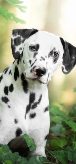 Dalmatian is an obedient and flexible breed in terms of character, and, in general, normally per ...