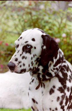 Keep in mind that Dalmatians are as smart as they are active. They can be cunning and are stubborn. 