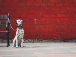 If the owner does not pay enough attention to the Dalmatian, at first he will take it calmly, bu ...