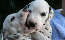 Dalmatians were associated with the luxury of aristocratic gatherings and houses. But, in additi ...