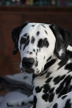 The Dalmatian dog breed has a short coat, but sheds quite a lot. At normal times, the dog needs  ...