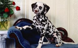 Get along well with other pets, especially if they grow up with them. There is a long-standing a ...