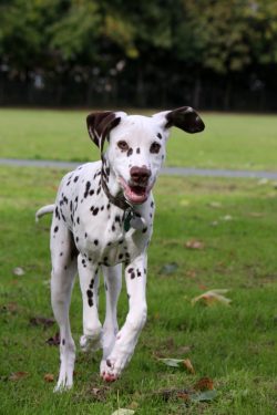 A Dalmatian dog always tries to please its owners, and gets inner satisfaction from this.