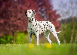 Well-trained dogs already in six months know and easily execute more than a dozen commands, incl ...