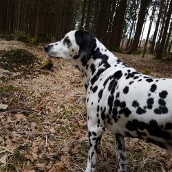 The average life span of Dalmatians is 10-13 years 