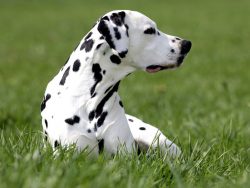 Do not forget that visits to the walking grounds and participation in group exercises with a dog ...