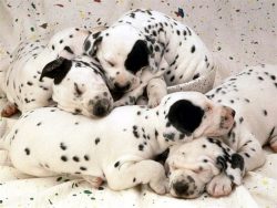 The ancient epic of the Indian people describes white dogs with black spots, the ancestor of whi ...