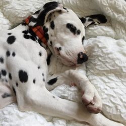 A spotted dog puppy should get a lot of toys, preferably noisy ones. He will happily tinker with ...
