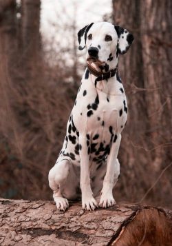 Without sufficient physical exertion, they turn into uncontrollable destructive dogs. 