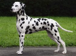 To keep the coat in the house minimal, it is recommended that you brush your pet with a brush or ...