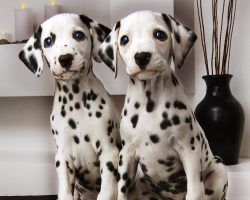 The Dalmatian breed is versatile. The owner of a private house can use it to protect his site, a ...