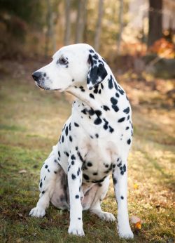 But, so to speak, the Dalmatian got its final and most important place in life in England, thank ...