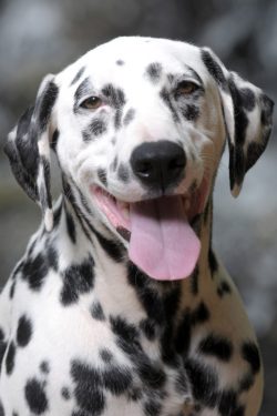 Actually, the very name of the Dalmatian breed refers to a territory called Dalmatia, which corr ...