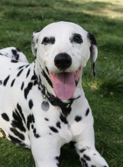 To say that the Dalmatian breed has a high energy level is to say nothing. This is a born fidget ...