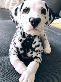 Remember that Dalmatians are emotionally sensitive and do not accept harsh teaching methods. It  ...