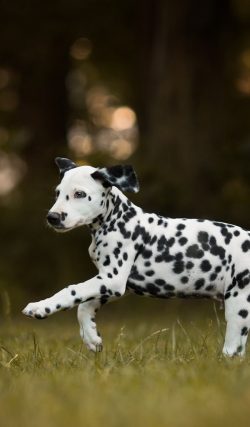 Keeping such a dog on the street, in the yard or in an enclosure is not an option. She needs con ...