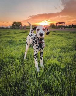 The Dalmatian is a versatile companion dog. She is sincerely adored all over the world. At the m ...