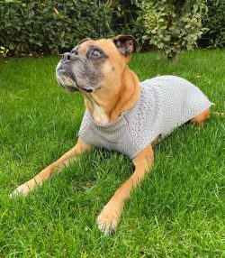A boxer should be trained at an early age – from three months. They quickly understand the ...