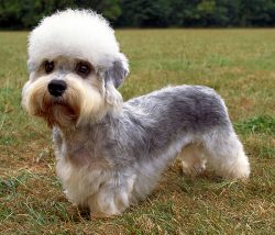 For the first time, information about dandy dinmont terriers appeared in the sixteenth century. 