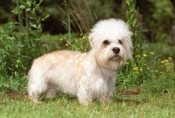 A dog with a highly developed hunting instinct cannot doze for hours on the rug. He needs active ...
