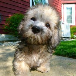 Little dandy doesn’t need much food. Having decided to feed him with ready-made feed, buy  ...
