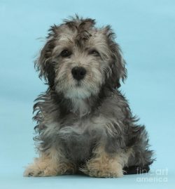 Dandy terriers were not very popular. But after the publication of the novel by Walter Scott, in ...