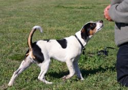 They are very playful, so they are not boring. Have affection for their masters and their families. 