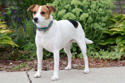 In 1985, scientists found purebred dogs of this breed, so after that a program of restoration an ...