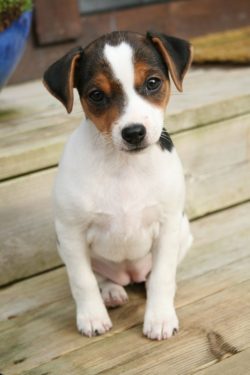 This dog is distinguished by the makings of an ordinary yard dog. 