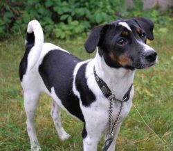 Guardhounds are considered tough and hardy. They have good immunity. 
