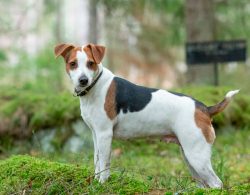 Typically, this breed can be found in Sweden, Denmark and Germany. Until the 80s, dogs were simp ...