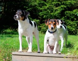 There is a theory that these dogs lived under the Vikings and accompanied them on military campa ...