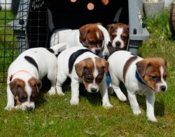 Usually, guardhounds were used on farms as shepherds and guards. 
